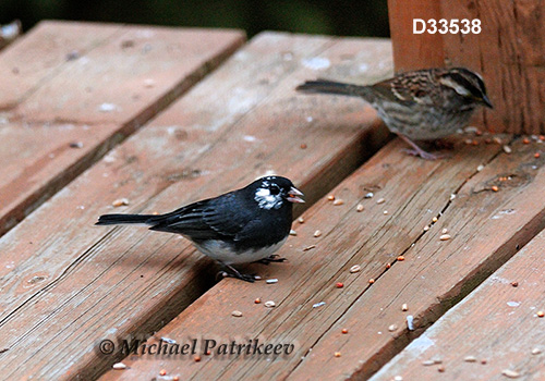 Dark-eyed Junco (Junco hyemalis)